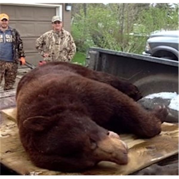 6 Night/5 Day Canadian Black Bear Hunt