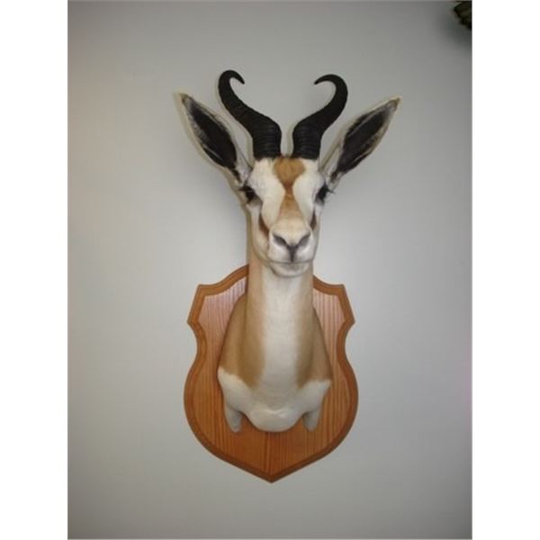 1 African Shouder Mount