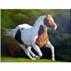 Image 1 : STUNNING ORIGINAL OIL PAINTING OF HORSE #1557598