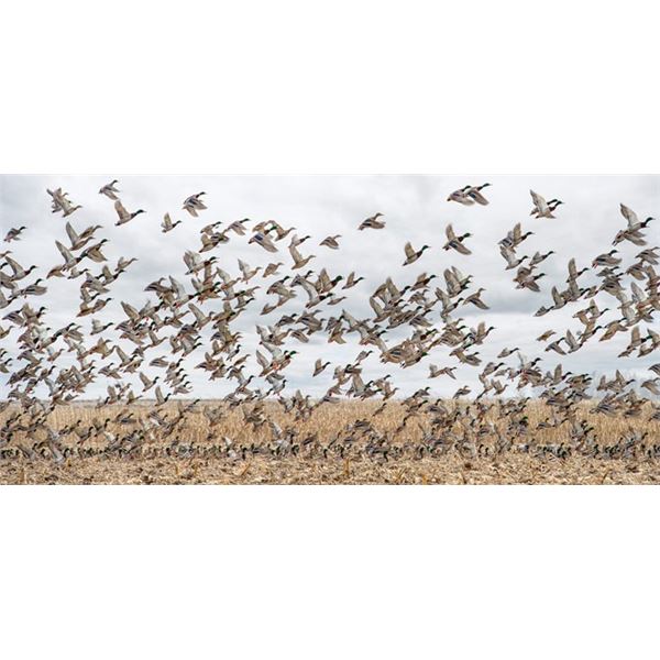 North Dakota Duck & Goose