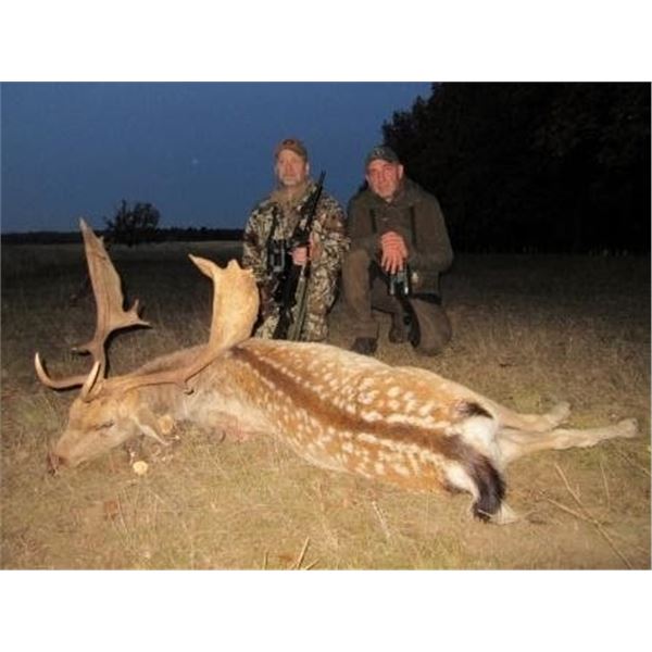 Fallow Deer in Serbia
