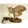 Image 1 : A TAXIDERMY MOUNT