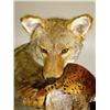 Image 3 : A TAXIDERMY MOUNT