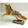 Image 5 : A TAXIDERMY MOUNT