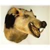 Image 1 : A TAXIDERMY HEAD MOUNT