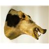 Image 2 : A TAXIDERMY HEAD MOUNT