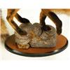 Image 3 : A TAXIDERMY MOUNT