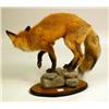 Image 4 : A TAXIDERMY MOUNT