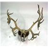 Image 1 : A TAXIDERMY ANTLER MOUNT