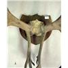 Image 2 : A TAXIDERMY ANTLER MOUNT