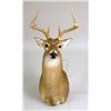 Image 1 : A TAXIDERMY HEAD MOUNT