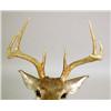 Image 4 : A TAXIDERMY HEAD MOUNT