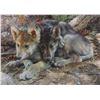Image 2 : Framed limited edition print "Brotherly Love-Wolf Pups" with COA and signed by artist Carl Brenders 