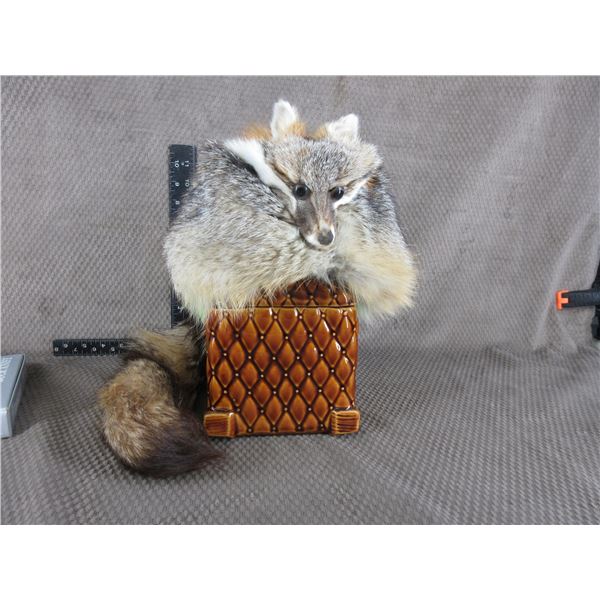 Fox Skin Hat