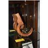 Image 1 : HAWAIIAN CARVED WOOD PALAOA SCULPTURE (9" X 13 1/2")