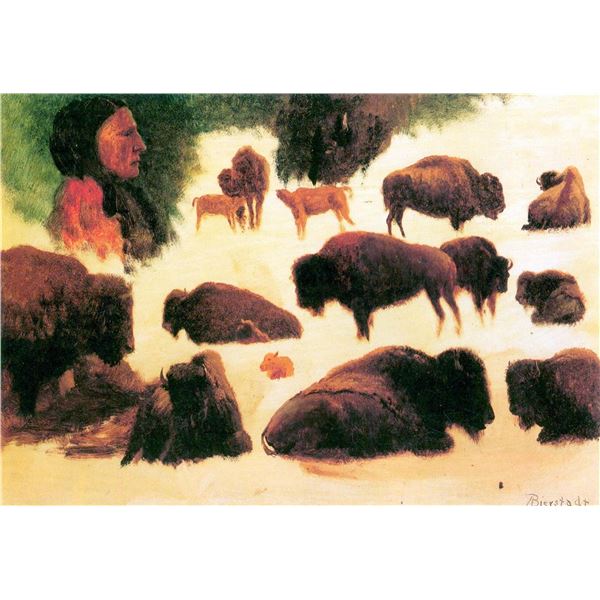 Study of Buffalos by Albert Bierstadt