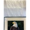 Image 2 : Nicely Framed 26.5"x32" Whistler Quarter Forest Forever Eagle Print