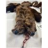 Image 2 : Large Lot Of Minks Fur, Taxidermy