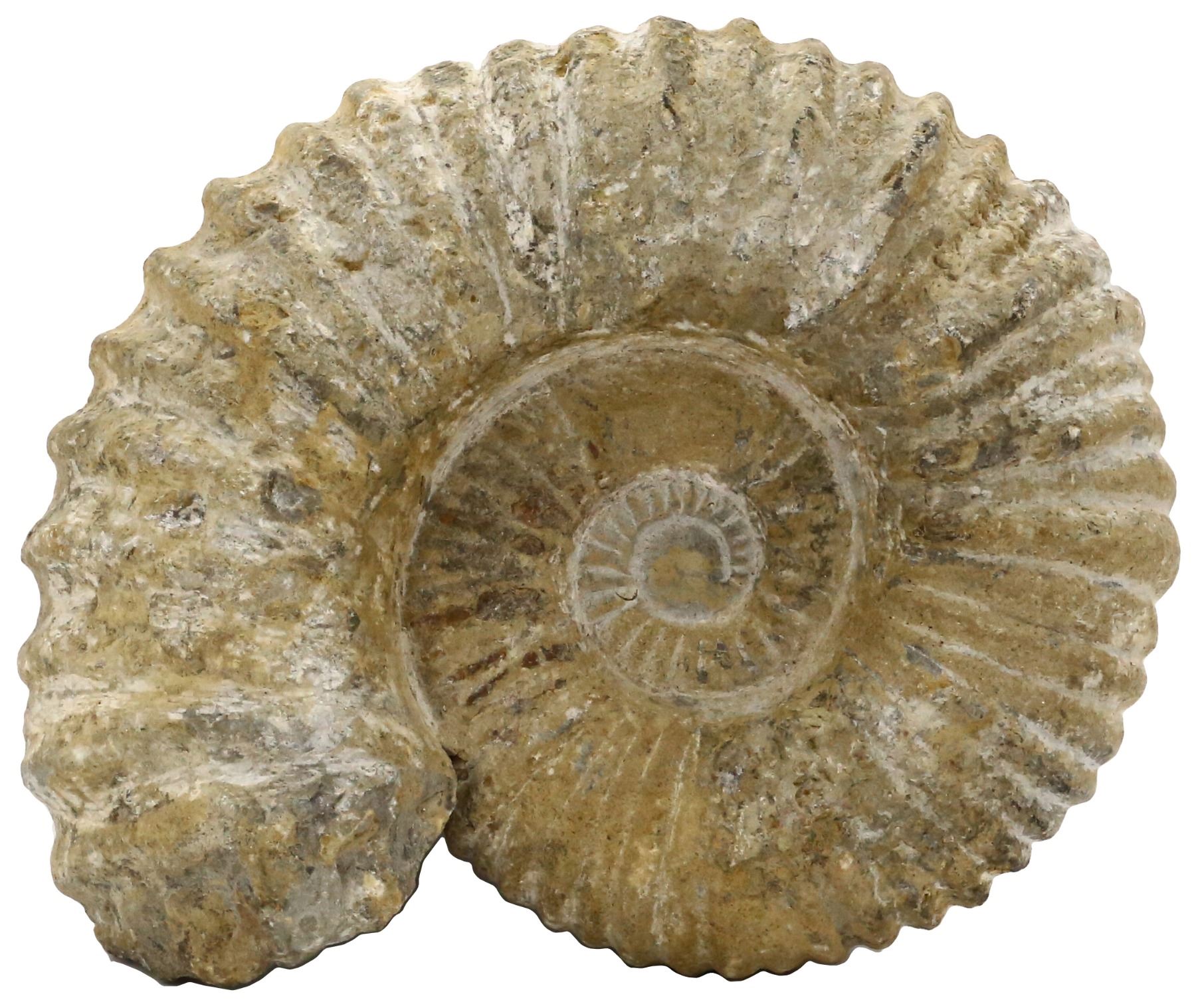 Large petrified ammonite shell in matrix, approx. 350 million years old ...