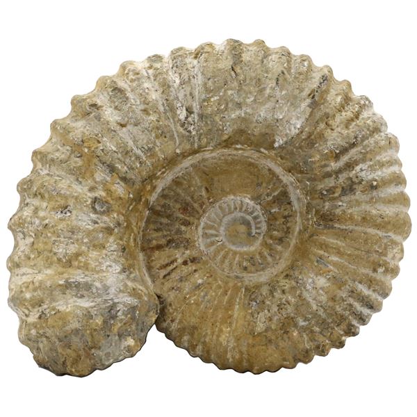 Large petrified ammonite shell in matrix, approx. 350 million years old, from the Sahara Desert.