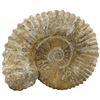 Image 1 : Large petrified ammonite shell in matrix, approx. 350 million years old, from the Sahara Desert.