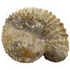 Image 2 : Large petrified ammonite shell in matrix, approx. 350 million years old, from the Sahara Desert.