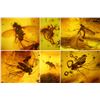 Image 2 : Baltic amber with preserved spider and flies, approx. 44 million years old, from Kaliningrad, Russia