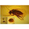 Image 2 : Baltic amber with preserved beetle, fly and wasp, approx. 44 million years old, from Kaliningrad, Ru