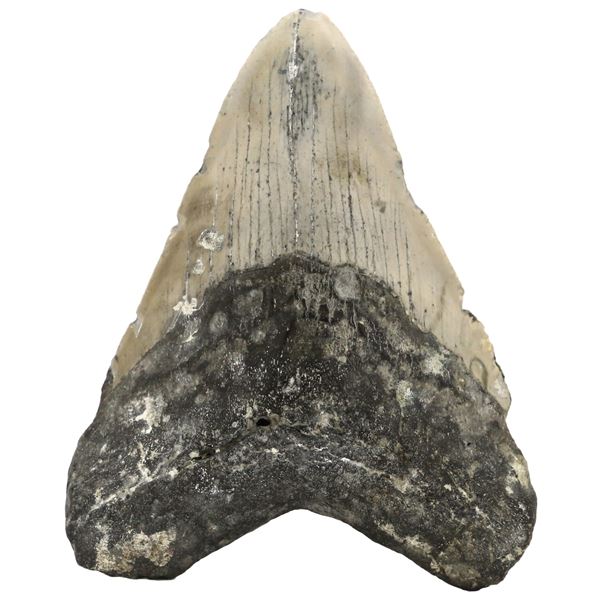 Megalodon (giant shark) tooth, Miocene era, approx. 3 to 15 million years old.