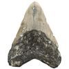 Image 1 : Megalodon (giant shark) tooth, Miocene era, approx. 3 to 15 million years old.