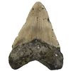 Image 2 : Megalodon (giant shark) tooth, Miocene era, approx. 3 to 15 million years old.