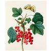 Image 1 : After Pierre-Jospeh Redoute, Floral Print, #51 Grosseiller Rouge ( Ribes rubrum )