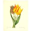 Image 1 : After Pierre-Jospeh Redoute, Floral Print, #141 Tulip de Gesner (Tulip)