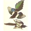 Image 1 : c1950 Audubon Print, American Magpie