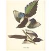 Image 2 : c1950 Audubon Print, American Magpie