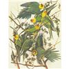 Image 1 : c1946 Audubon Print, #26 Carolina Paroquet