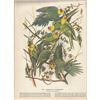 Image 2 : c1946 Audubon Print, #26 Carolina Paroquet