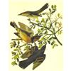 Image 1 : c1946 Audubon Print, #369 Thrasher and Thrush