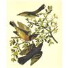 Image 2 : c1946 Audubon Print, #369 Thrasher and Thrush