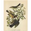 Image 3 : c1946 Audubon Print, #369 Thrasher and Thrush