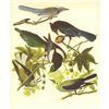 Image 1 : c1946 Audubon Print, #362 Four Western Corvids