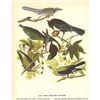 Image 2 : c1946 Audubon Print, #362 Four Western Corvids