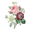 Image 1 : After Pierre-Jospeh Redoute, Floral Print, #125 Rose, Anemone, Clematite