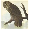 Image 1 : c1946 Audubon Print, #351 Great Gray Owl