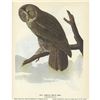 Image 2 : c1946 Audubon Print, #351 Great Gray Owl