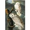 Image 1 : c1946 Audubon Print, #121 Snowy Owl