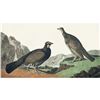 Image 1 : c1946 Audubon Print, #361 Ducky Grouse