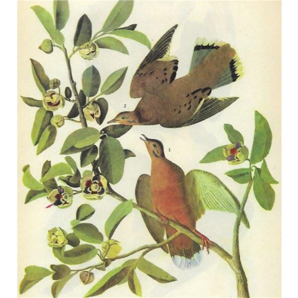 1946 Audubon Print, #162 Zenaida Dove