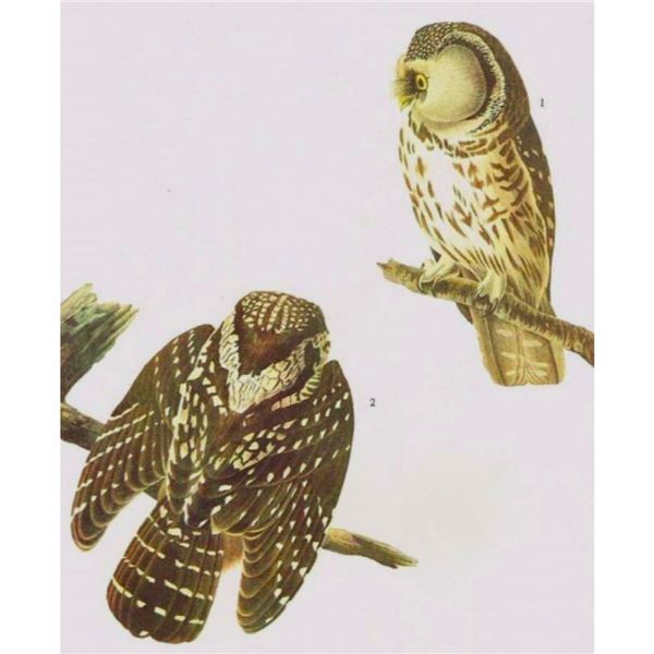 c1946 Audubon Print, #380 Richardson's Owl