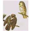 Image 1 : c1946 Audubon Print, #380 Richardson's Owl